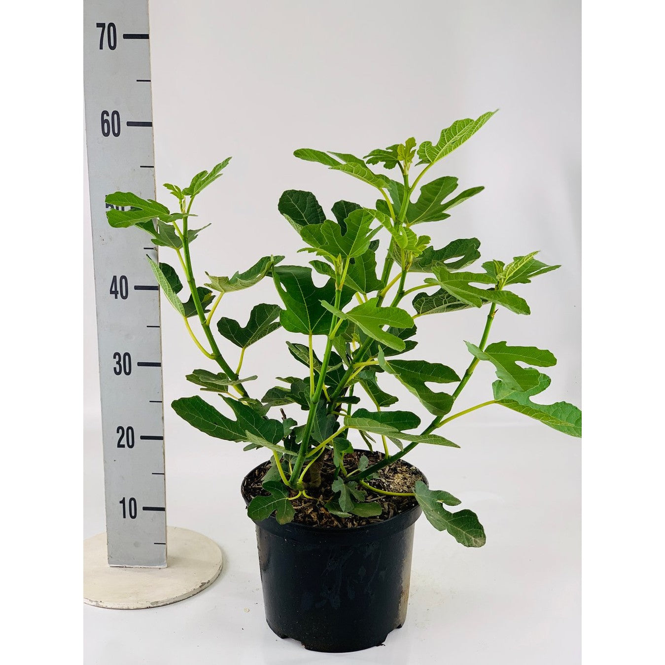 Fikon – Ficus carica 'Brown Turkey' - C5 40-60 CM